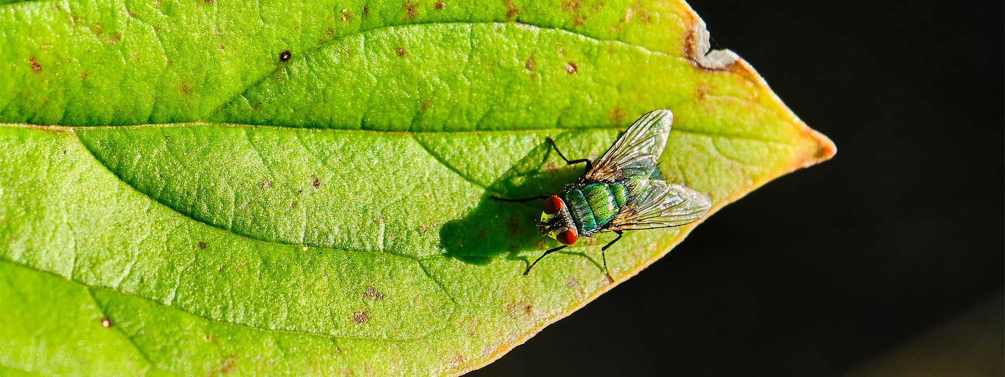 iridescent Blow Fly on green leaf